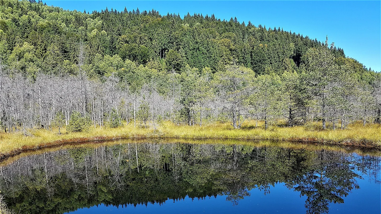 Lac din Tinovul Mohoș, județul Harghita